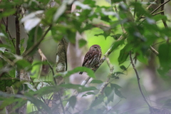 Glaucidium peruanum