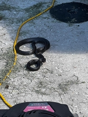 Coluber constrictor priapus