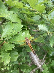 Libellula fulva