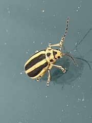 Trirhabda canadensis