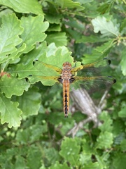 Libellula fulva