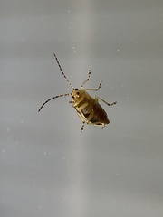 Trirhabda canadensis