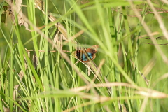 Junonia genoveva hilaris