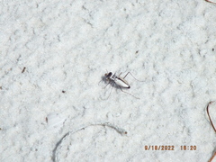 Habroscelimorpha dorsalis saulcyi