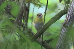 Cyclarhis gujanensis