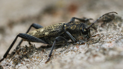 Xylotrechus rusticus