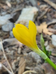 Sternbergia lutea