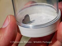 Pseudophilotes panoptes