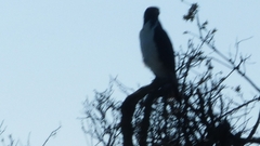 Buteo augur