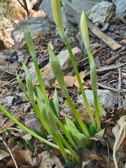 Sternbergia lutea