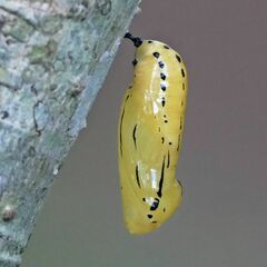 Methona themisto