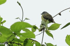 Phyllomyias griseiceps
