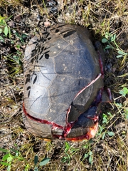 Emydoidea blandingii