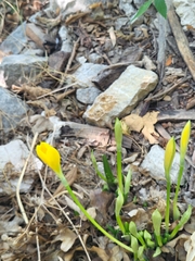 Sternbergia lutea