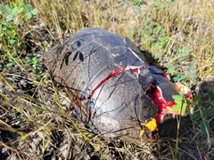 Emydoidea blandingii