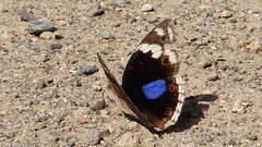 Junonia oenone