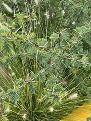 Vachellia
