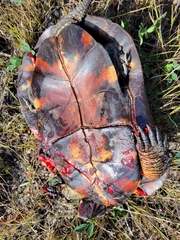 Emydoidea blandingii