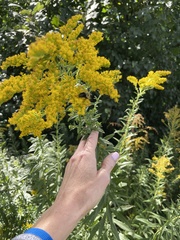 Solidago altissima