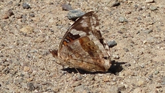 Junonia oenone