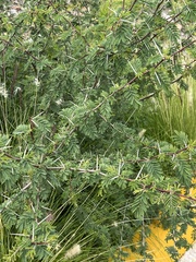 Vachellia
