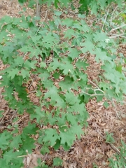 Quercus rubra