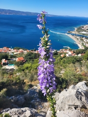 Campanula pyramidalis