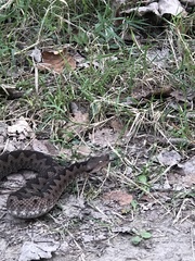 Vipera ammodytes
