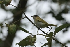 Vireo chivi