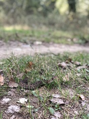 Vipera ammodytes