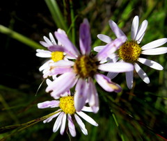 Athrixia heterophylla heterophylla
