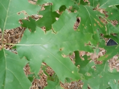 Quercus rubra