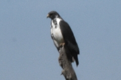 Buteo augur