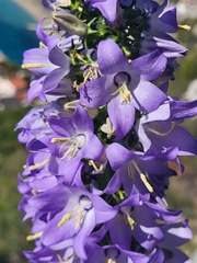 Campanula pyramidalis
