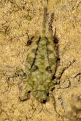 Paratettix mexicanus