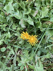 Taraxacum