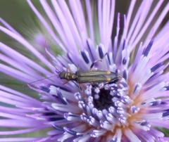 Oedemera barbara