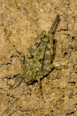 Paratettix mexicanus