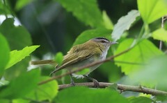 Vireo chivi