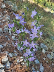 Campanula pyramidalis