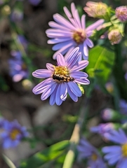 Syritta pipiens