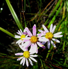 Athrixia heterophylla heterophylla