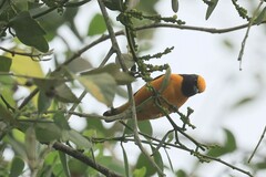 Euphonia saturata