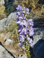 Campanula pyramidalis
