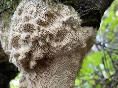 Antrodia heteromorpha