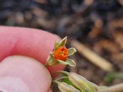 Tulbaghia acutiloba