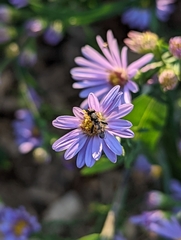 Syritta pipiens