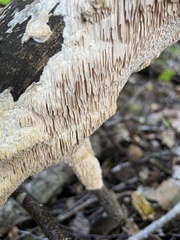 Antrodia heteromorpha