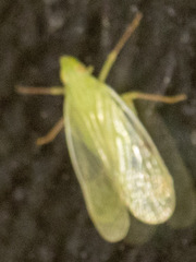 Rhynchomitra lingula