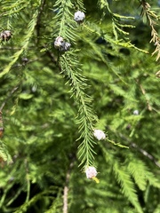 Taxodiomyia cupressiananassa